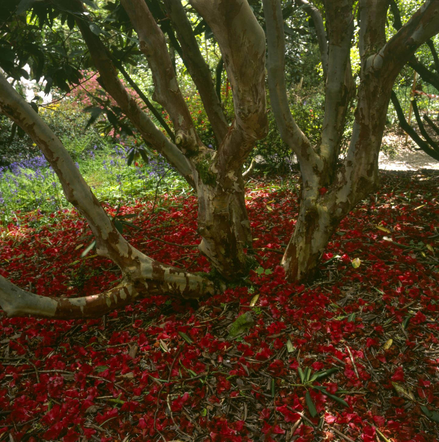 Rhododenron Trengwainton Garden